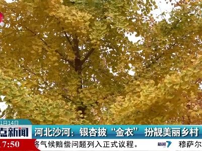河北沙河：银杏披“金衣”扮靓美丽乡村