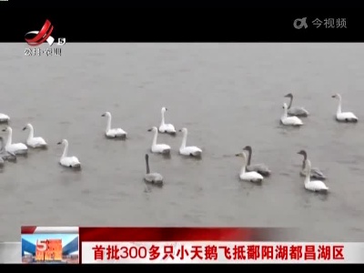 首批300多只小天鹅飞抵鄱阳湖都昌湖区