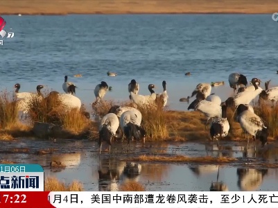 越冬黑颈鹤陆续飞抵云南大山包自然保护区