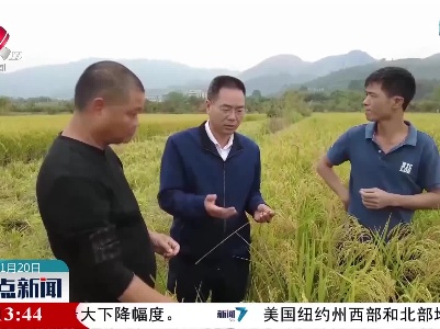 多年生稻在广东试种成功