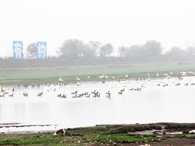 江西省彭泽县“野保协会”在太泊湖湿地为候鸟保驾护航