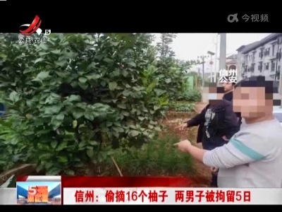 信州：偷摘16个柚子 两男子被拘留5日