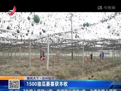【赣闻天下】抚州临川：1500亩瓜蒌喜获丰收