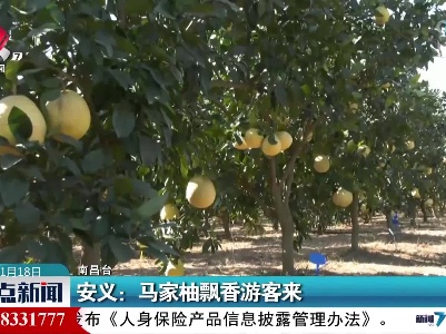 安义：马家柚飘香游客来