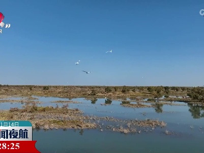 新疆罗布淖尔湿地：百鸟翔集美景如画