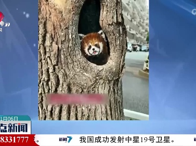 90后小伙在树洞井盖上画近百只小动物