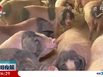 全国猪肉价格和生猪价格回落