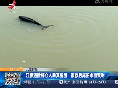 九江都昌：江豚遇险好心人助其脱困 被救后尾拍水面致谢
