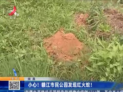 南昌：小心！ 赣江市民公园发现红火蚁！