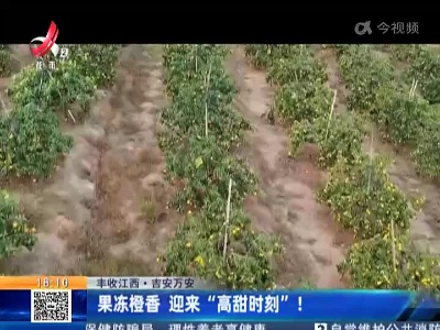 【丰收江西】吉安万安：果冻橙香 迎来“高甜时刻”！