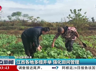 【应对寒潮来袭】江西各地多措并举 强化田间管理