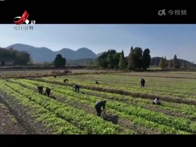 【抓落实 强服务 解民忧】分宜：“稻菜轮作”让冬闲田“忙”起来