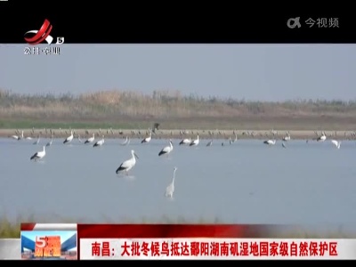 南昌：大批冬候鸟抵达鄱阳湖南矶湿地国家级自然保护区