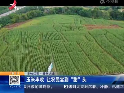 【丰收江西】赣州大余：玉米丰收 让农民尝到“甜”头