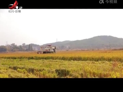 吉安安福：水稻种植全程托管 农民当起甩手“掌柜”