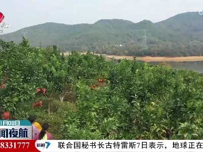 上饶：广丰马家柚今天开摘上市