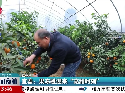 宜春：果冻橙迎来“高甜时刻”