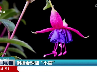 倒挂金钟迎“小雪”