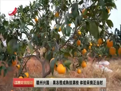 赣州兴国：果冻橙成熟挂满枝 体验采摘正当时
