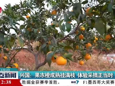 兴国：果冻橙成熟挂满枝 体验采摘正当时