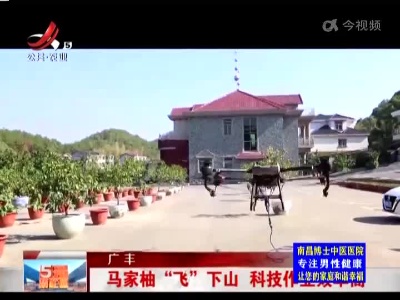 广丰：马家柚“飞”下山 科技作业效率高
