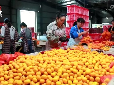 南丰：提品质 强产业 助推蜜桔产业高质量发展