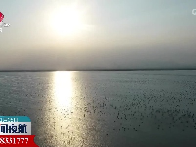 万只野生鸬鹚抵达鄱阳湖湖口水域