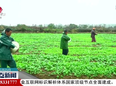 江西：新工艺新技术助推油菜下田