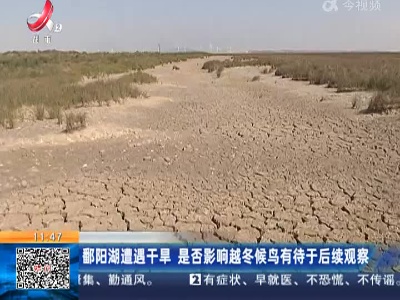 鄱阳湖遭遇干旱 是否影响越冬候鸟有待于后续观察