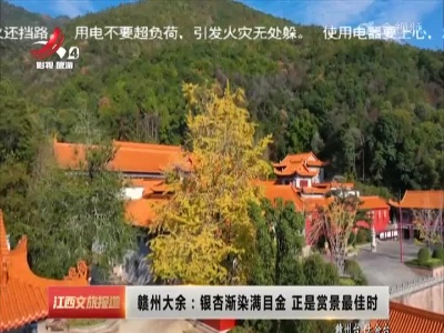 赣州大余：银杏渐染满目金 正是赏景最佳时