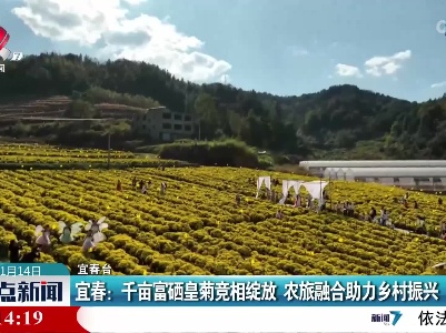 宜春：千亩富硒皇菊竞相绽放 农旅融合助力乡村振兴