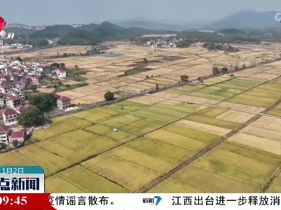 【又是一年丰收时】安福：水稻种植全程托管 助力农民增产增收
