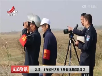 九江：2万余只大雁飞抵鄱阳湖都昌湖区