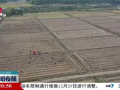 临川区油菜冬种工作全面铺开