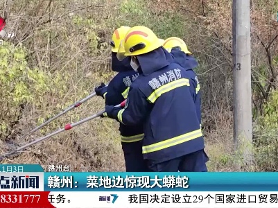 赣州：菜地边惊现大蟒蛇