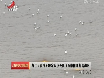 九江：首批300余只小天鹅飞抵鄱阳湖都昌湖区