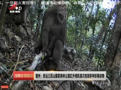 赣州：安远三百山国家森林公园红外相机首次拍到多种珍稀动物