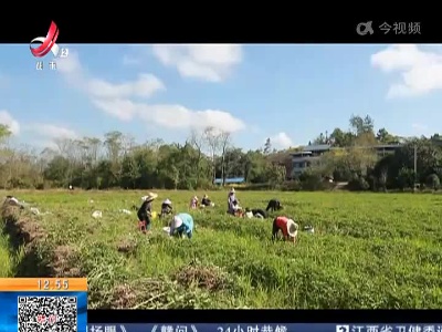 【赣闻天下】赣州石城：翻秋花生喜获丰收 结出致富“金豆豆”