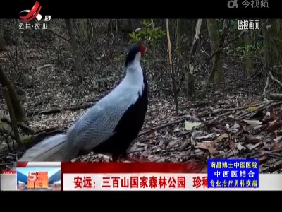 安远：三百山国家森林公园 珍稀动物频现身