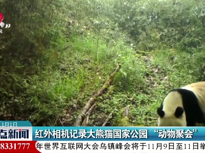 红外相机记录大熊猫国家公园“动物聚会”
