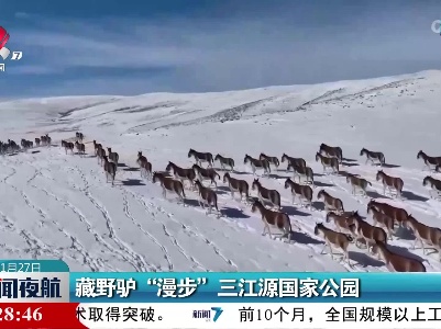 藏野驴“漫步”三江源国家公园