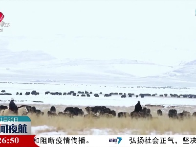 青海黄南：雪后牧场 美不胜收