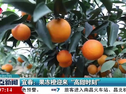 宜春：果冻橙迎来“高甜时刻”