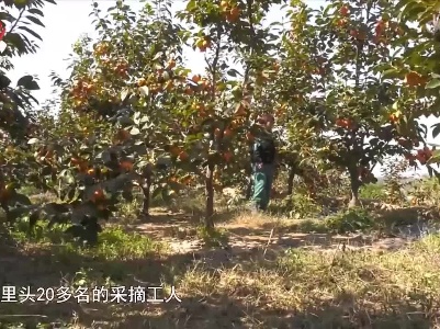 社会传真20221110 最是一年好“丰”景