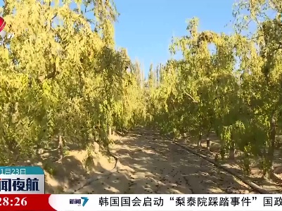 新疆480万亩红枣丰收