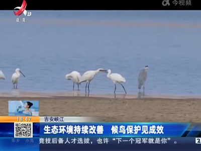 吉安峡江：生态环境持续改善 候鸟保护见成效