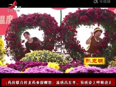 新余：不负秋光 4000盆秋菊唤醒“儿时记忆”