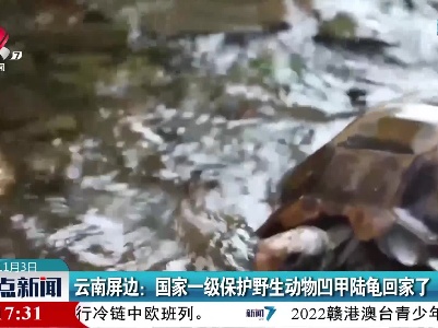 云南屏边：国家一级保护野生动物凹甲陆龟回家了