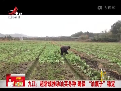 九江：超常规推动油菜冬种 确保“油瓶子”稳定