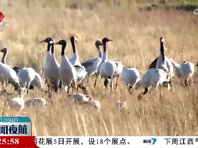 今年首批越冬黑颈鹤飞抵贵州草海